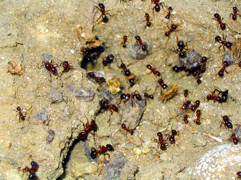 Ansammlung mehrere Ameisen