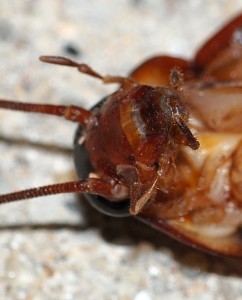 Kopf einer Kakerlake
