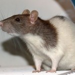 Köder für Ratten