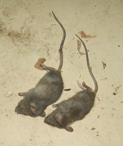 Mäuse mit Gift umgebracht